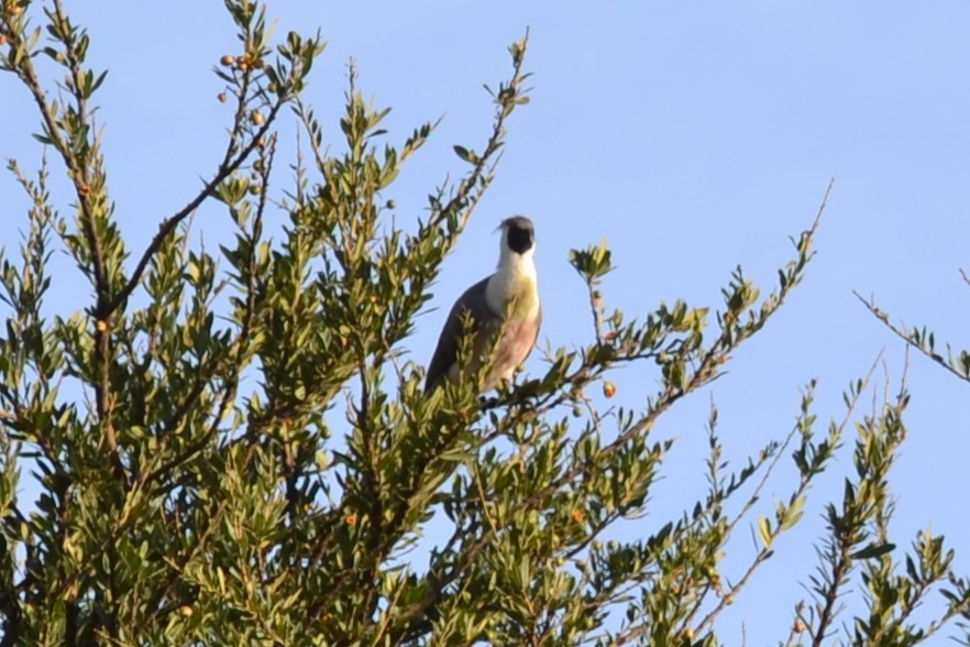 Turaco Enmascarado - ML226243391