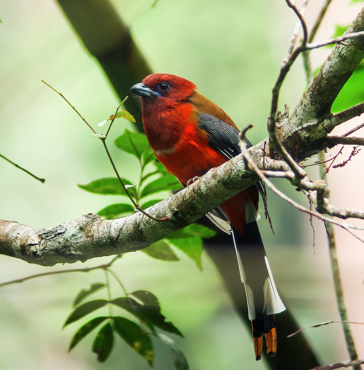 Trogon à tête rouge - ML226244531