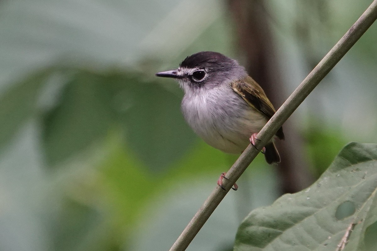 Black-capped Pygmy-Tyrant - ML226244911