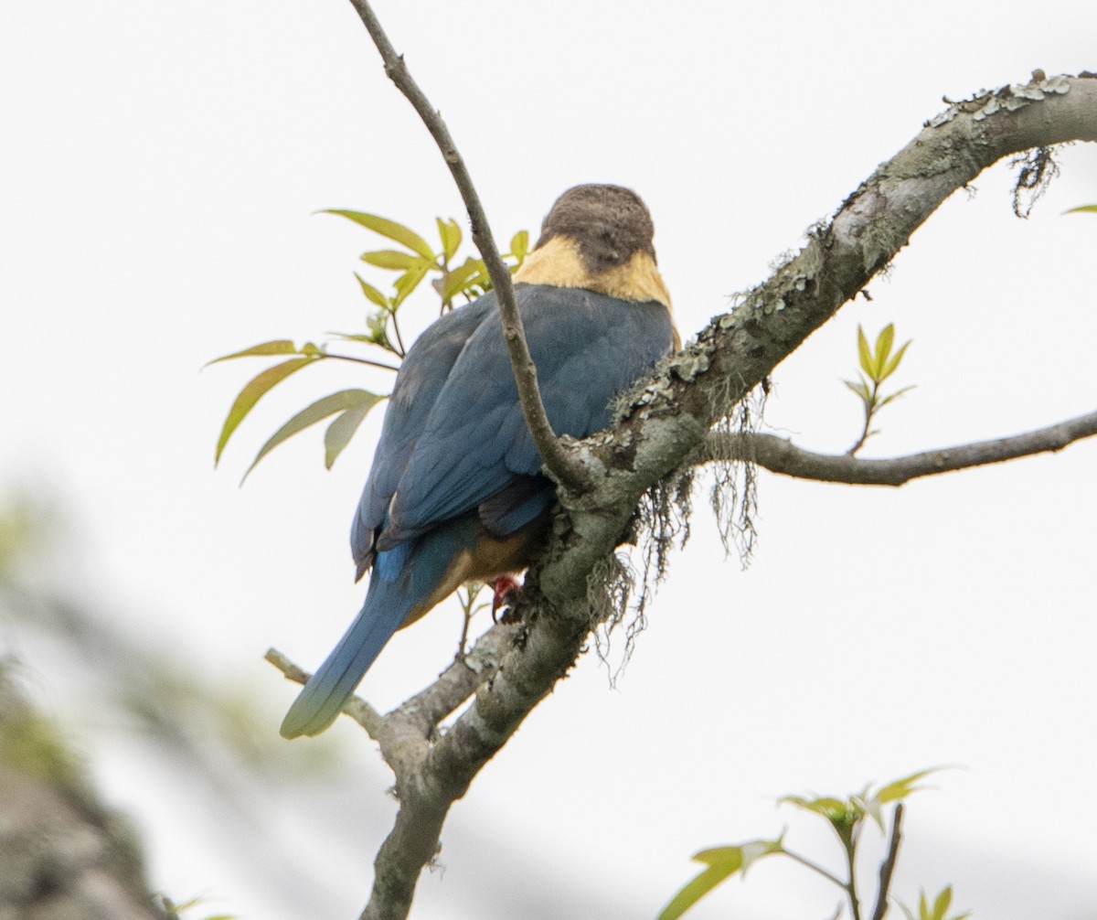 Stork-billed Kingfisher - Muhammed  Asharaf Kariyil