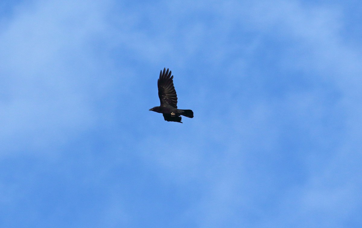 Carrion Crow - ML226246201