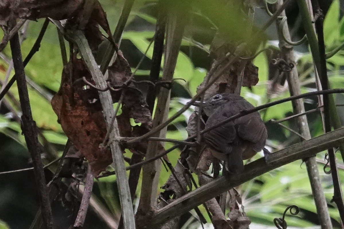 White-flanked Antwren - Cameron Eckert