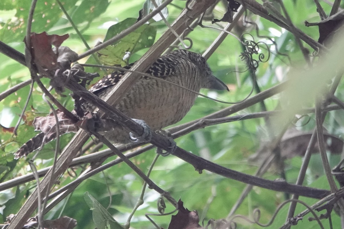 Fasciated Antshrike - ML226248151