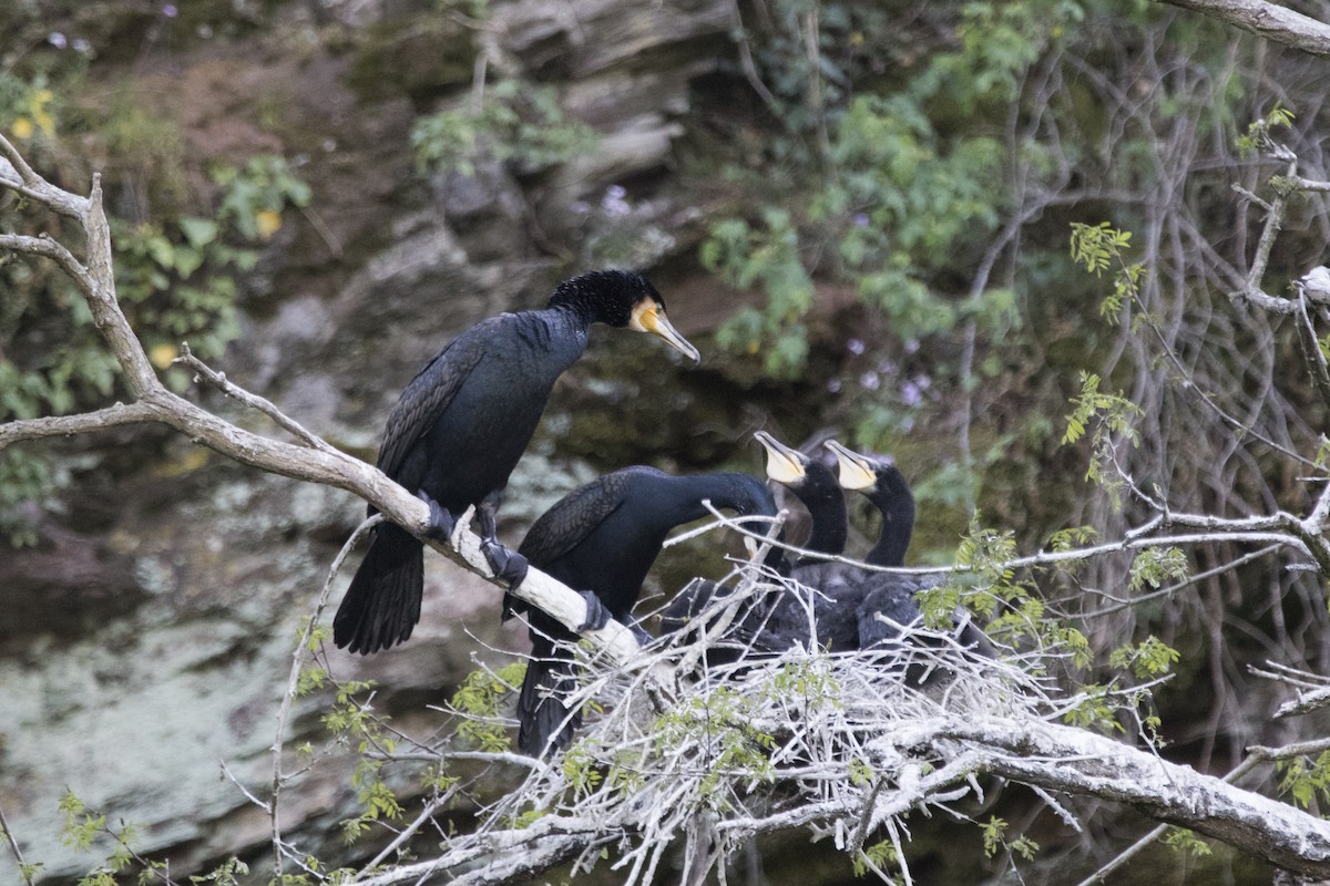 Great Cormorant - Marvin Rieck