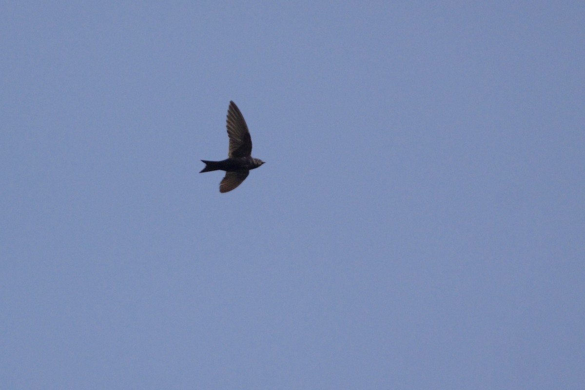 Purple Martin - ML226249681