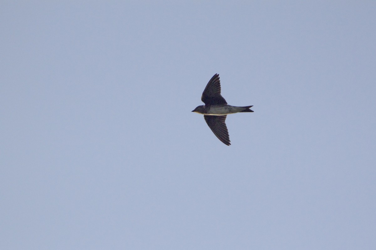 Purple Martin - ML226249691