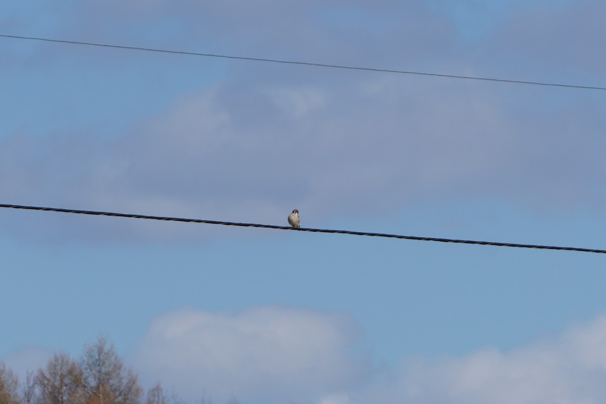 American Kestrel - ML226251051