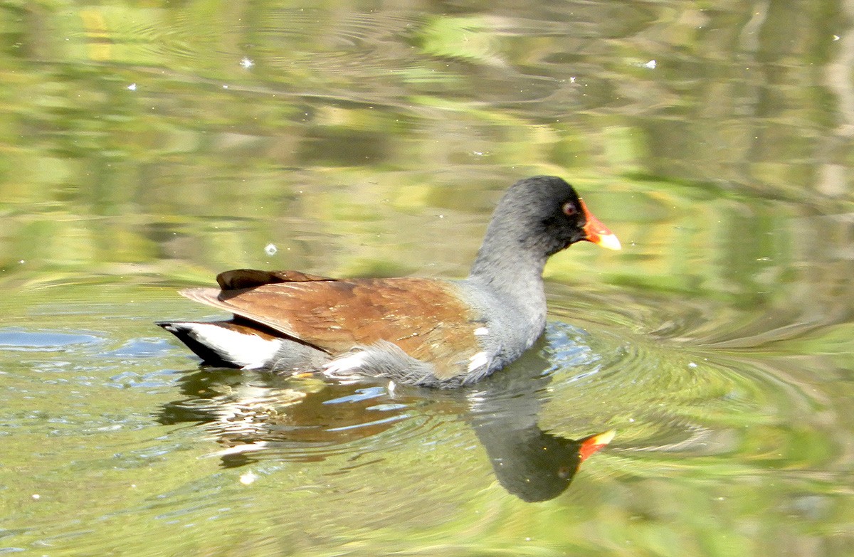 Common Gallinule - ML226251531