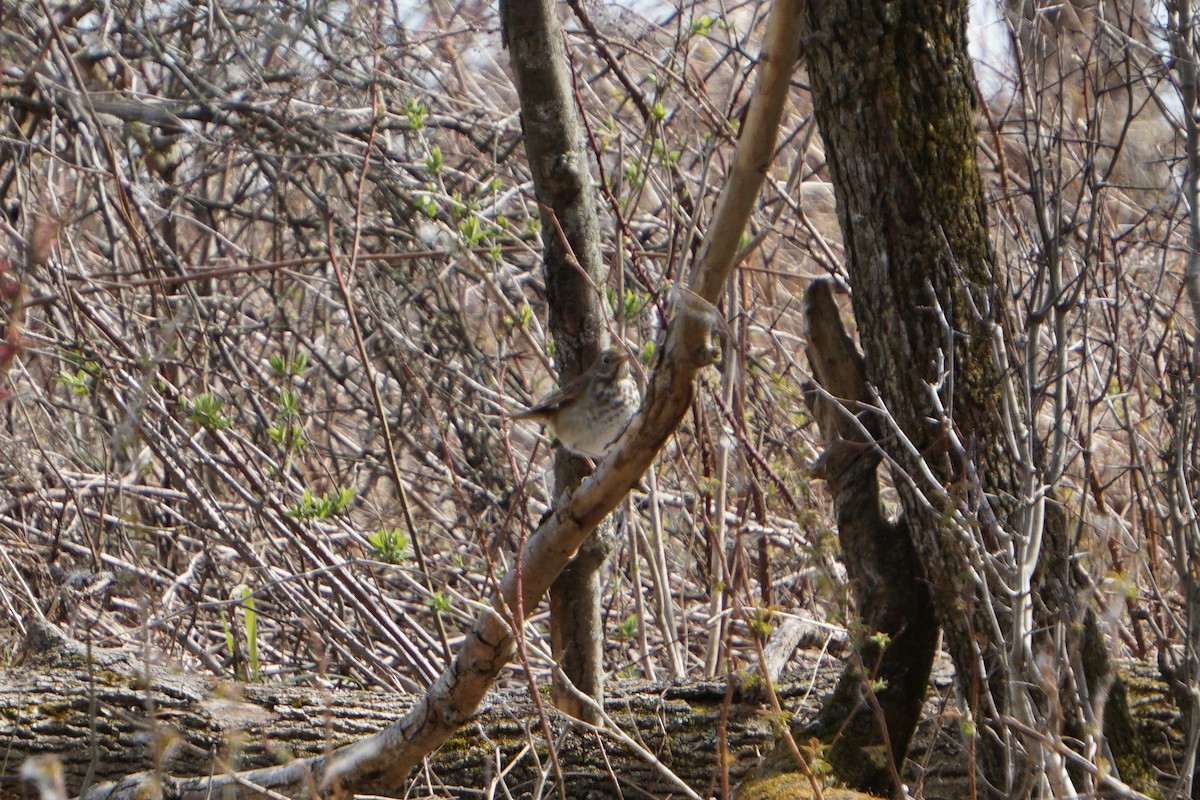 Hermit Thrush - ML226251671