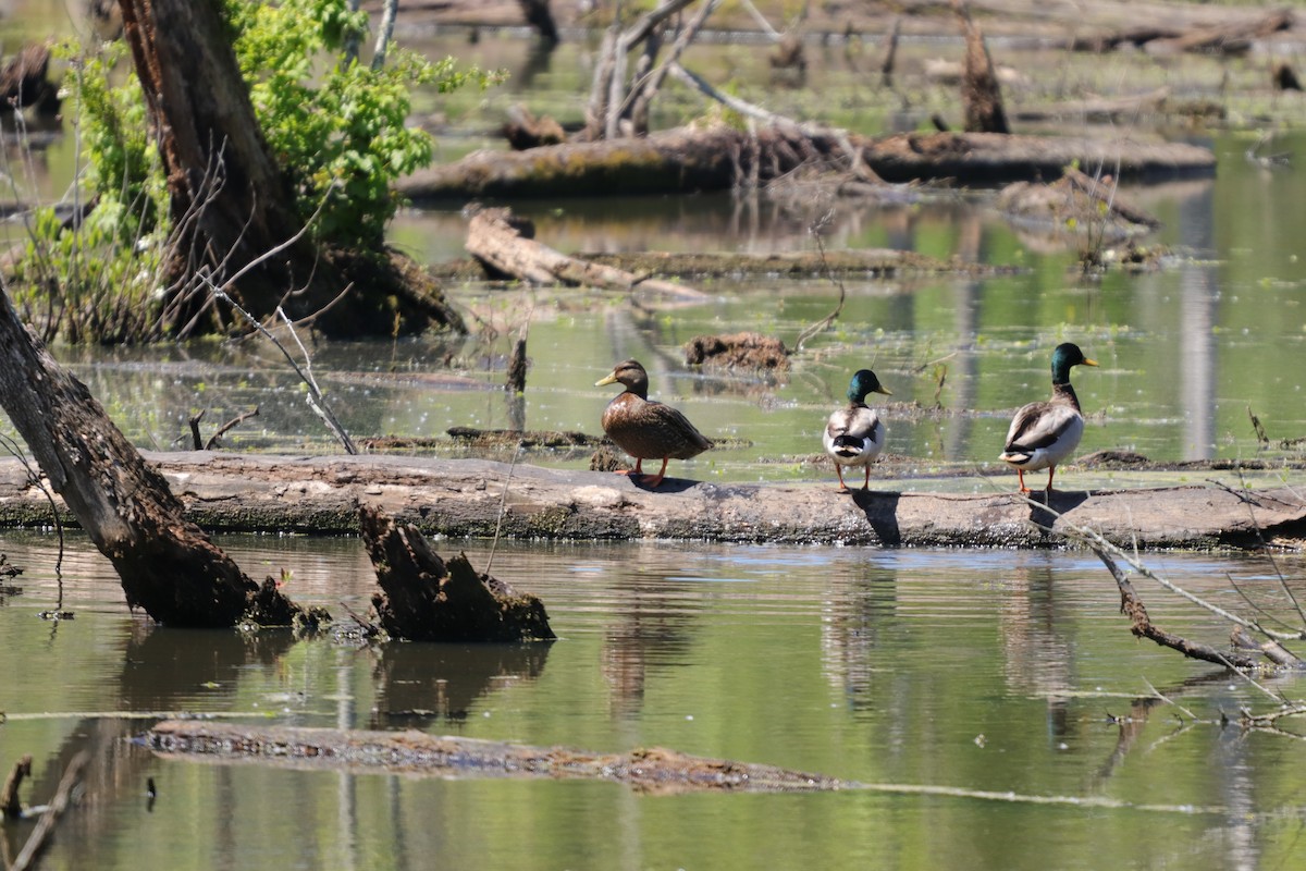 American Black Duck - ML226252511