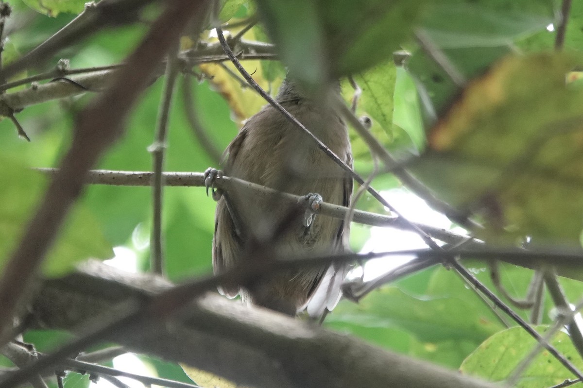 Black-crowned Antshrike - ML226252741