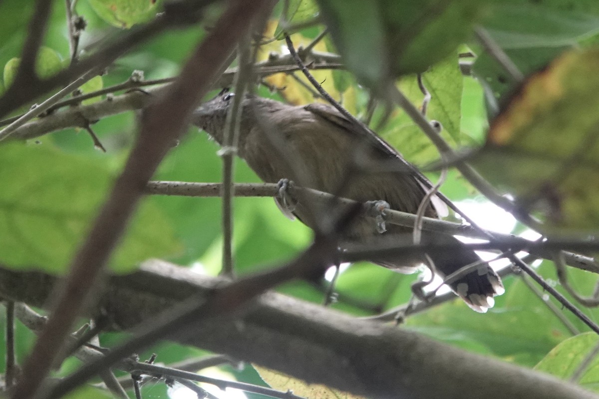 Black-crowned Antshrike - Cameron Eckert