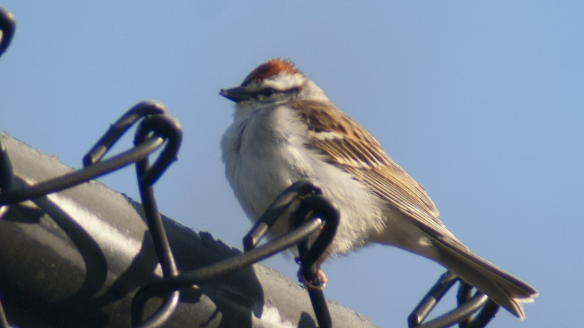 Chipping Sparrow - Jasper Weinberg