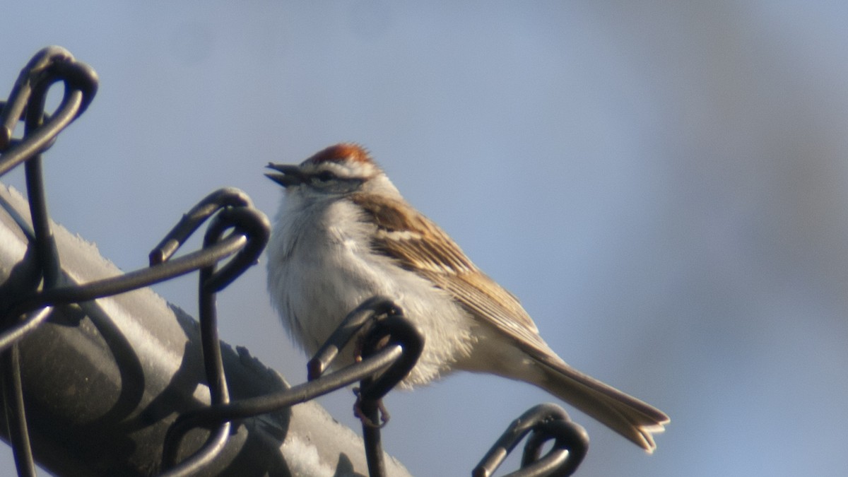 Chipping Sparrow - Jasper Weinberg