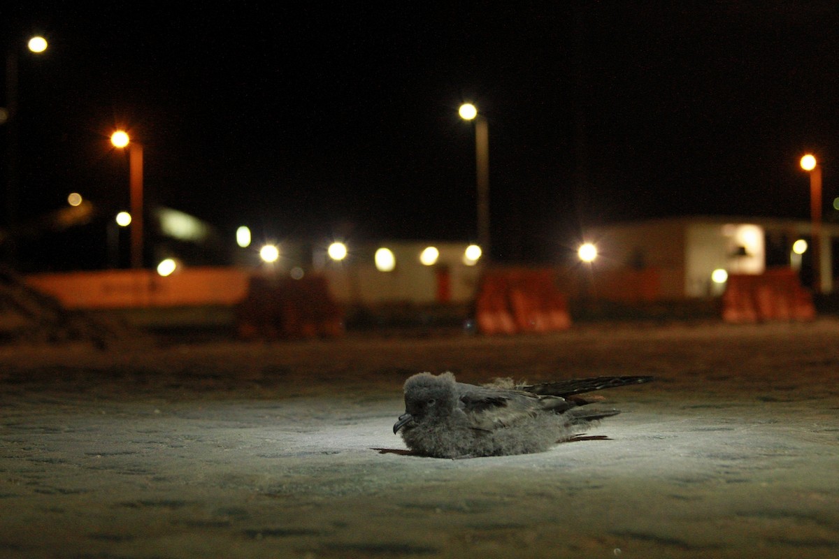 Markham's Storm-Petrel - Rodrigo Silva Caballero