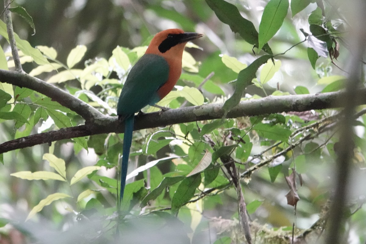 Rufous Motmot - ML226257261