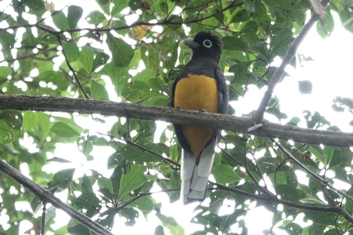 Ak Kuyruklu Trogon - ML226257621