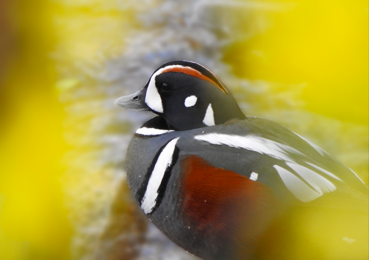 Harlequin Duck - Kalin Ocaña