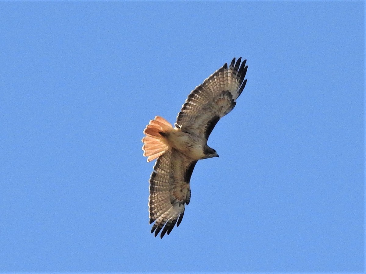 Red-tailed Hawk (calurus/alascensis) - ML226259501