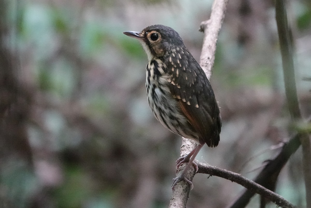 Streak-chested Antpitta - ML226260051