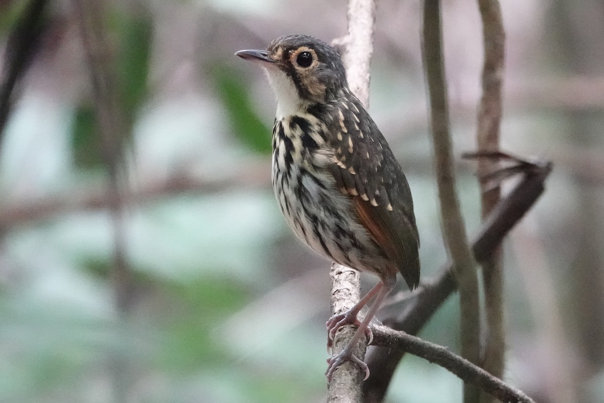 Streak-chested Antpitta - ML226260061