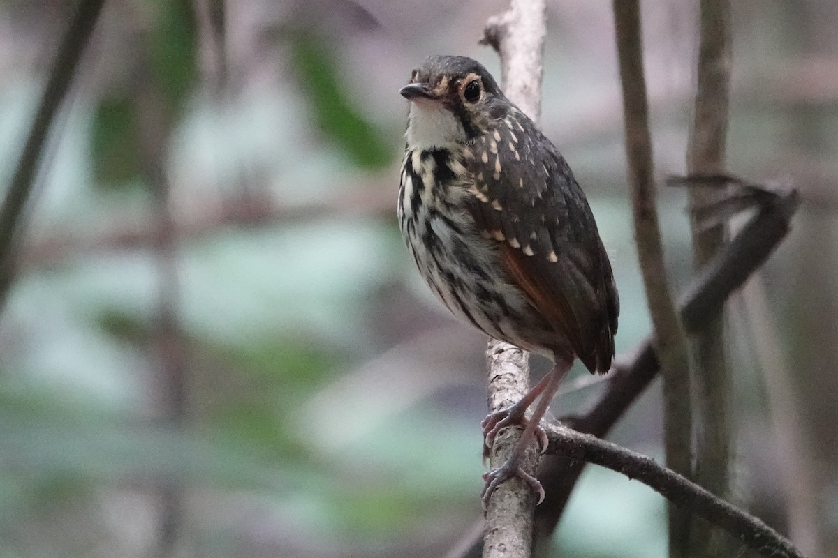 Streak-chested Antpitta - ML226260071