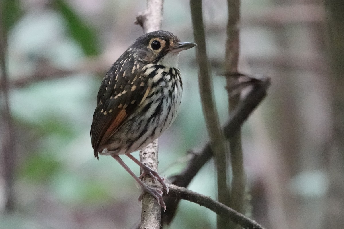 Streak-chested Antpitta - ML226260121