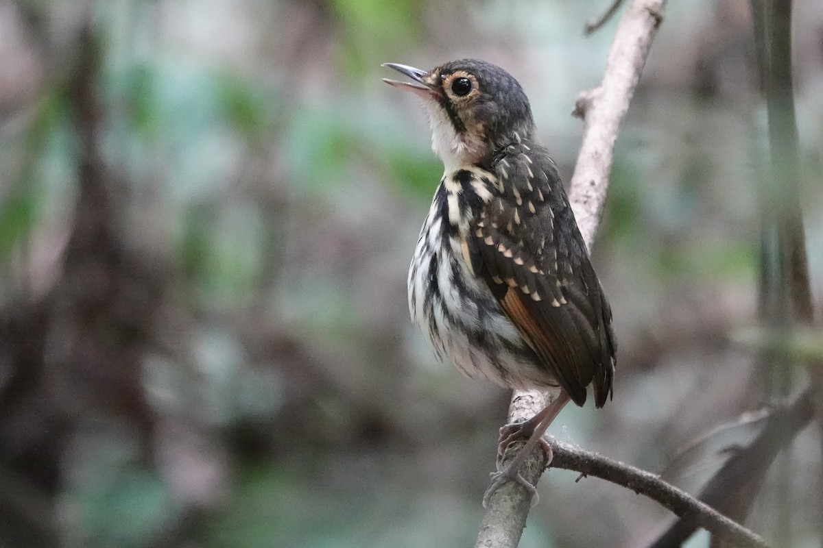 Streak-chested Antpitta - ML226260191