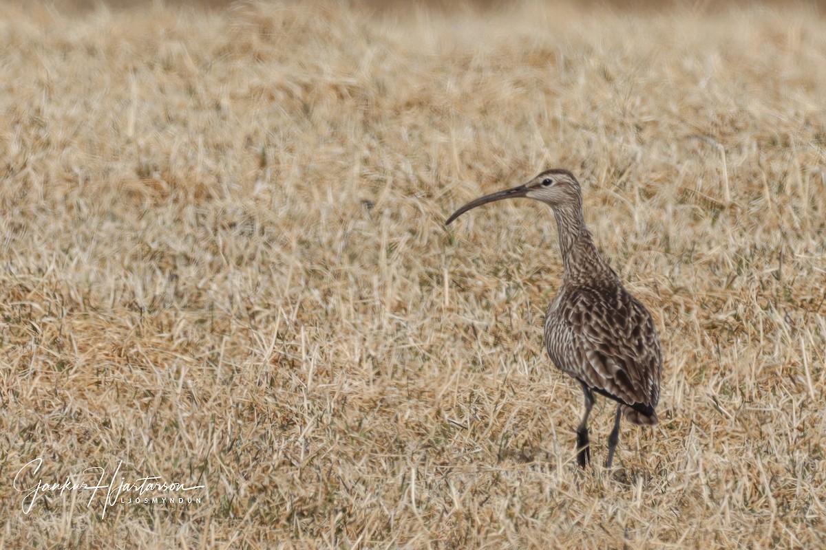 Whimbrel (European) - ML226260481