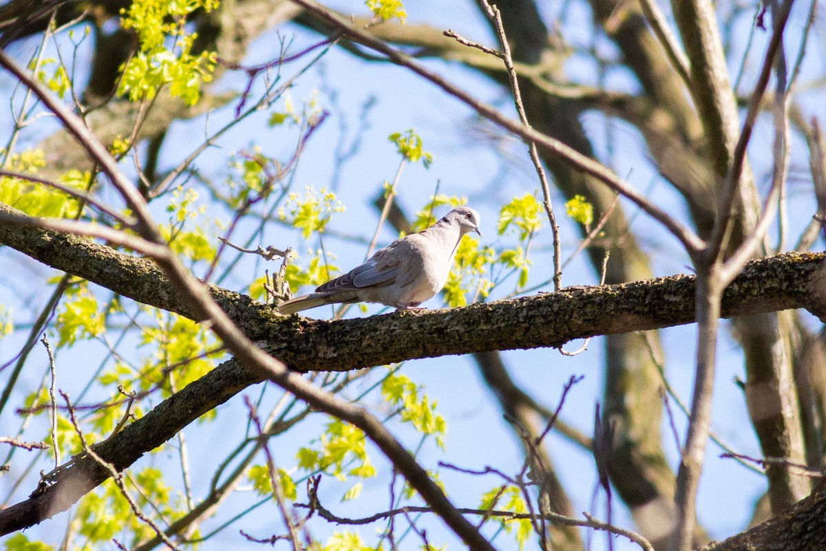 Eurasian Collared-Dove - ML226260561