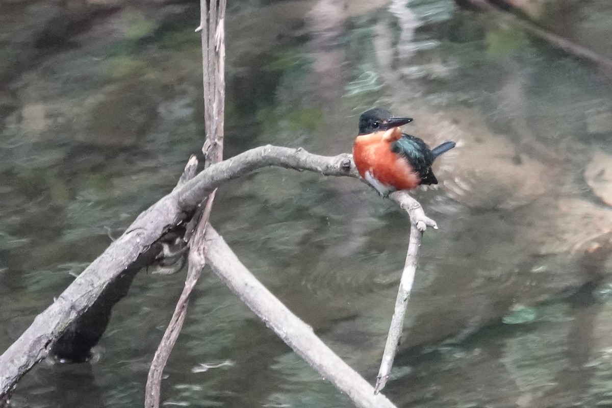 American Pygmy Kingfisher - ML226260751