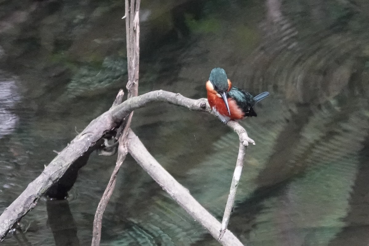 American Pygmy Kingfisher - ML226260781