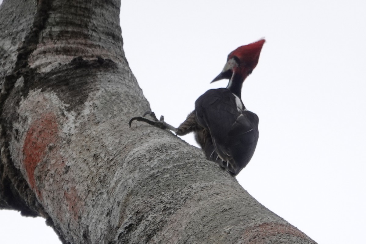 Crimson-crested Woodpecker - ML226260941