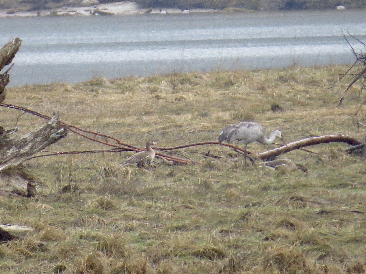 Greater White-fronted Goose - ML226261231