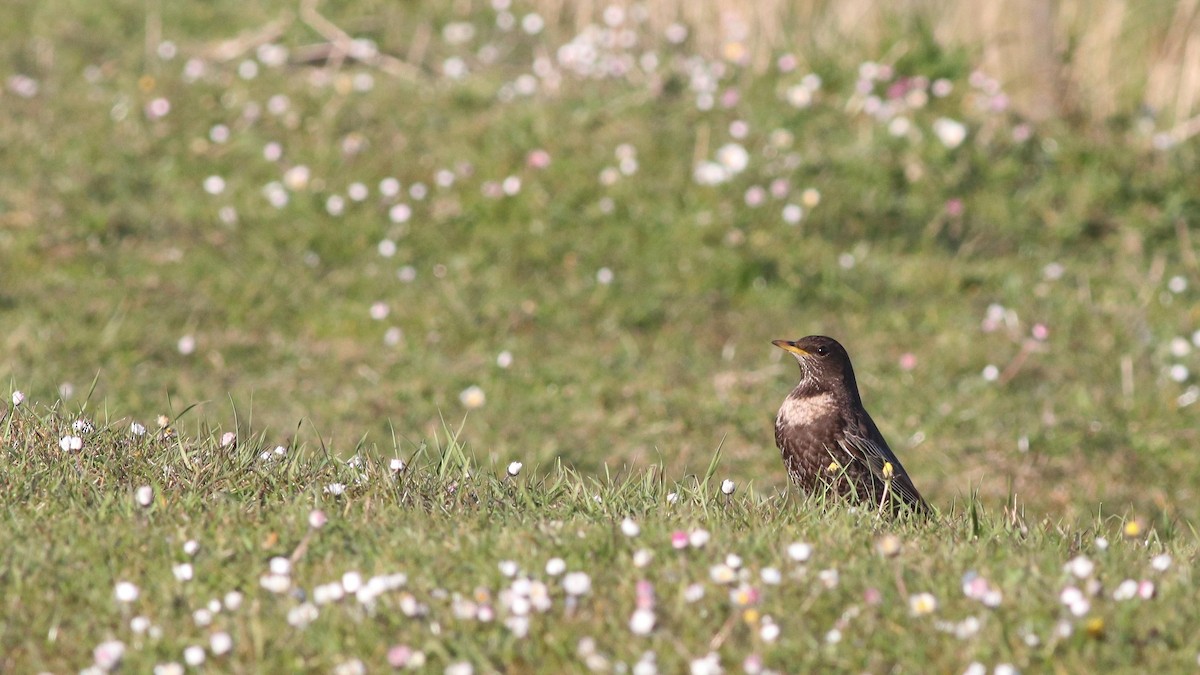 Ring Ouzel - Bethan Clyne