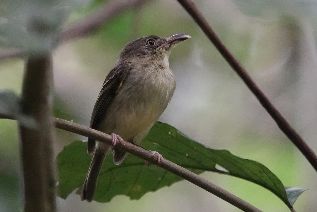 Southern Bentbill - ML226262331