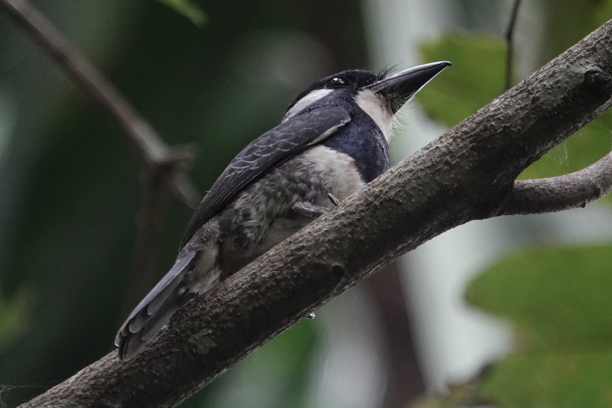 Black-breasted Puffbird - ML226263751