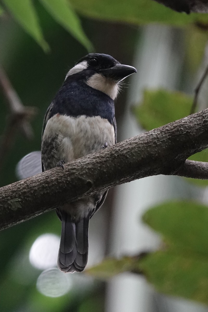 Black-breasted Puffbird - ML226263761