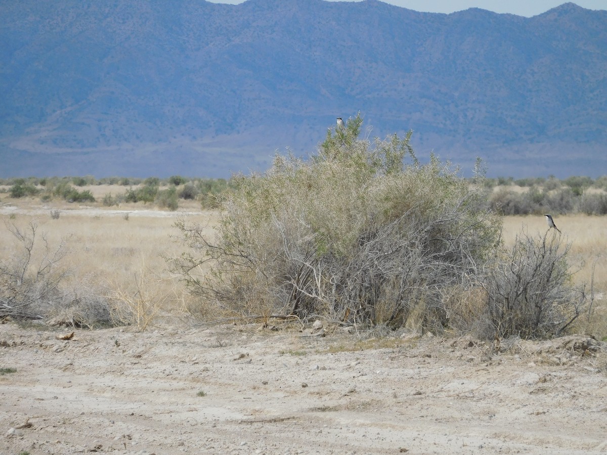 Loggerhead Shrike - ML226263941