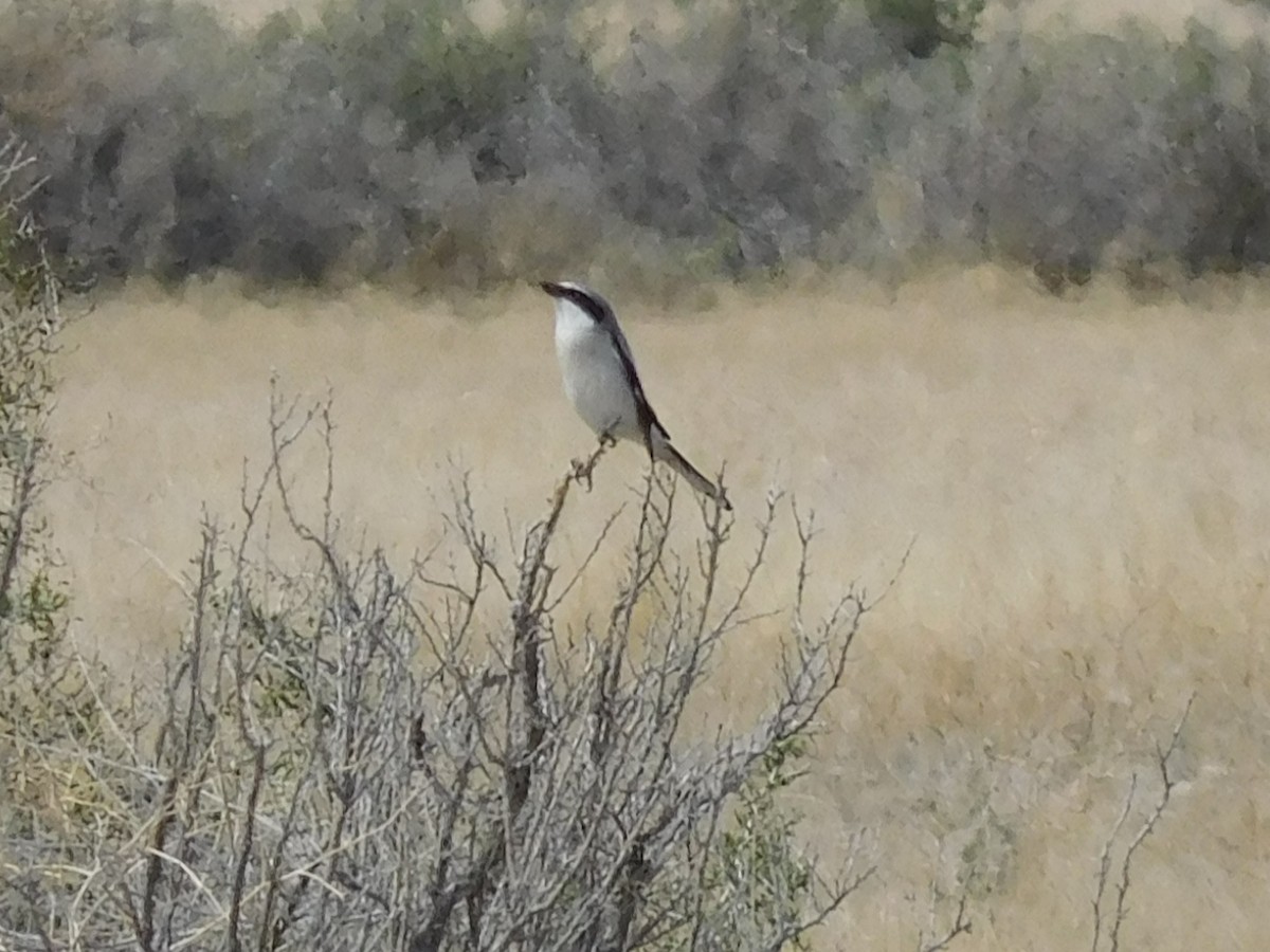 Loggerhead Shrike - Tena Rohr