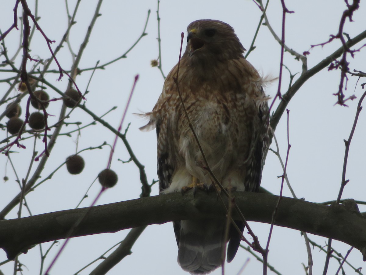 Red-shouldered Hawk - ML226264251