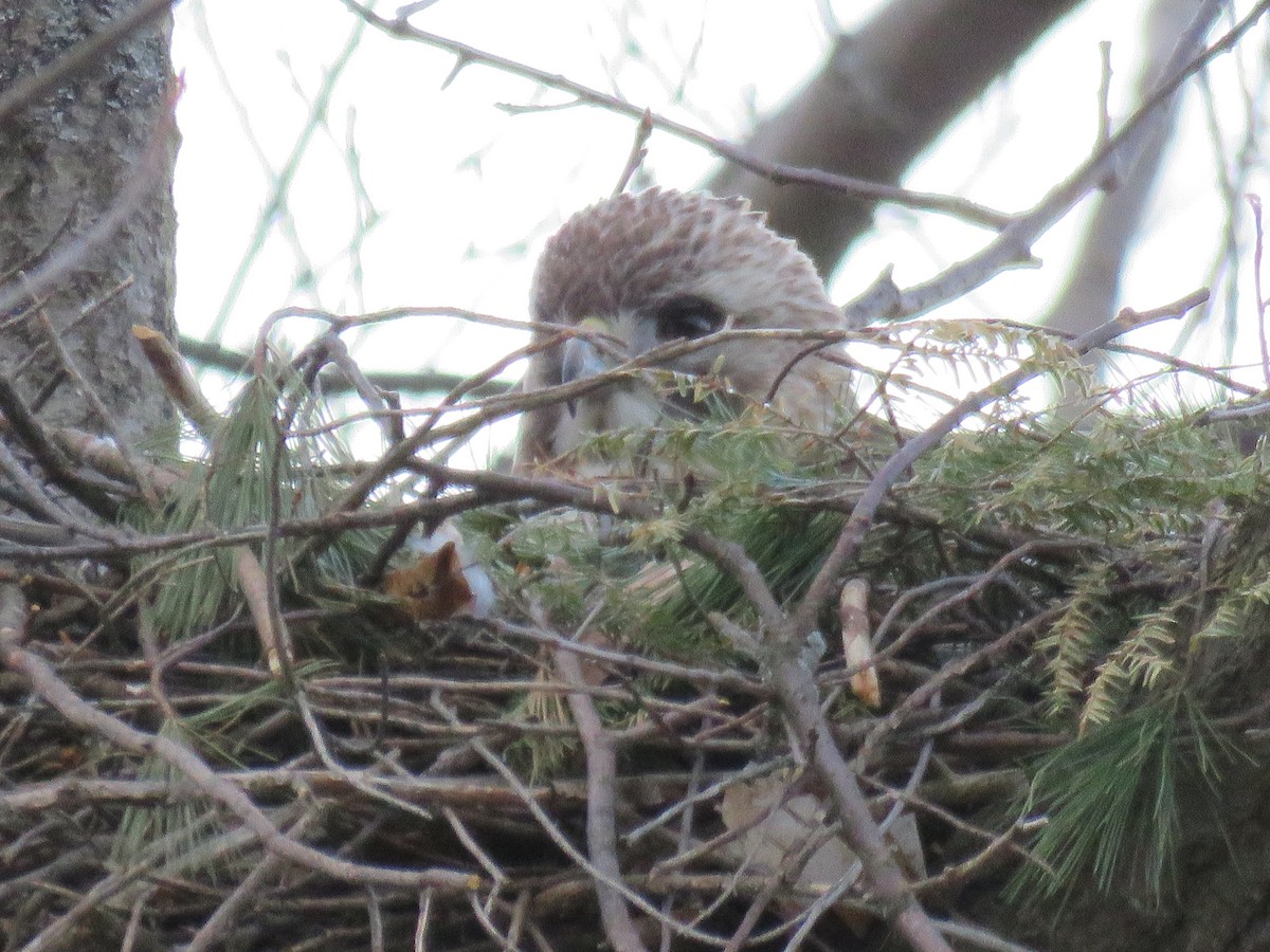 Red-tailed Hawk - ML226265271