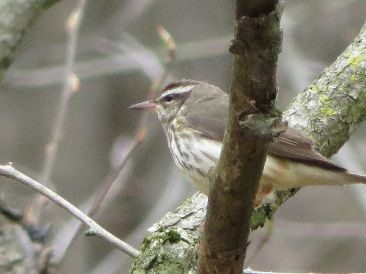 Louisiana Waterthrush - ML226265411