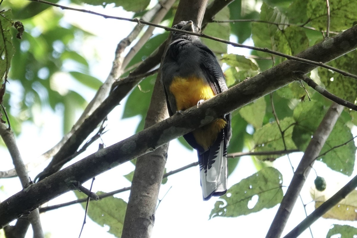 Ak Kuyruklu Trogon - ML226266561