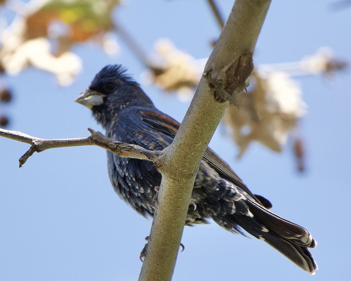 Blue Grosbeak - Tuck Russell