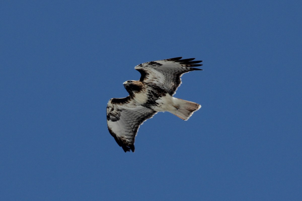 Red-tailed Hawk - ML226270771