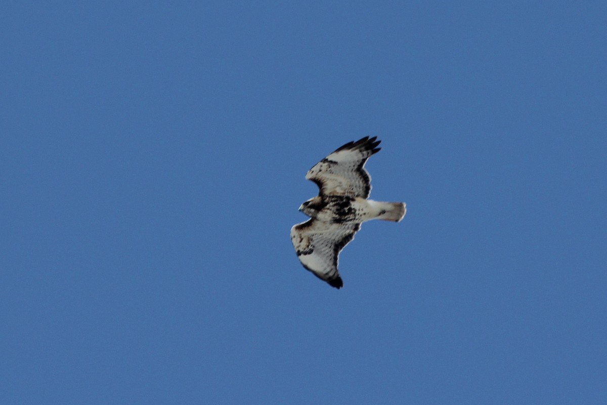 Red-tailed Hawk - ML226270791