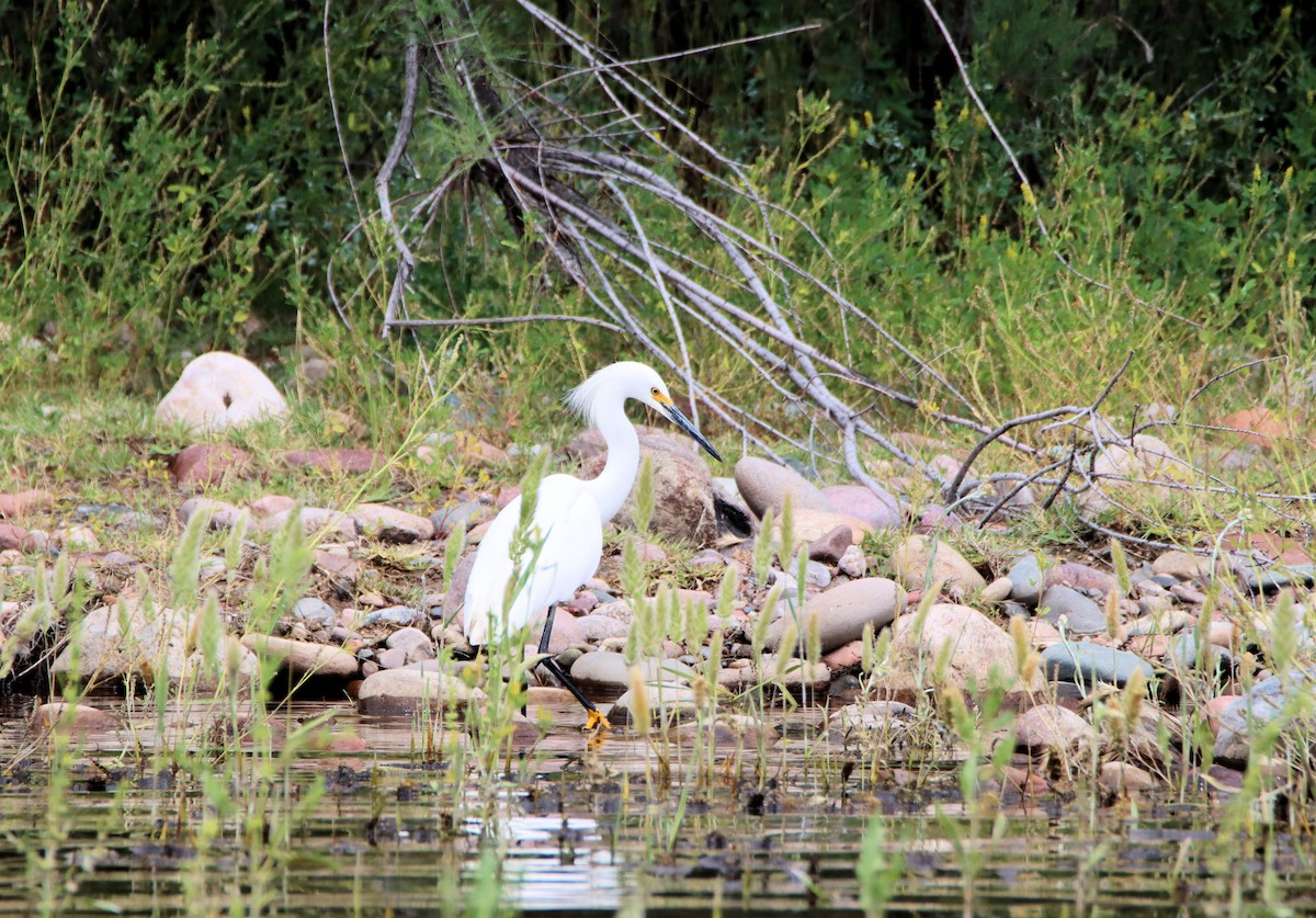 Snowy Egret - Diana Spangler