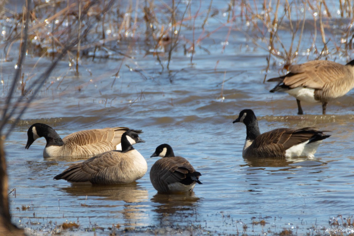 Cackling Goose - Miriam Baril