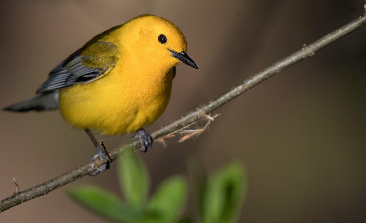 Prothonotary Warbler - Matthew Addicks